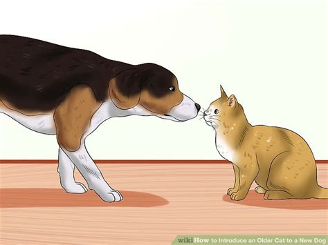 Make introducing a new puppy to the other family dogs a bit easier with these straightforward tips how compatible are they? How to Introduce an Older Cat to a New Dog: 13 Steps