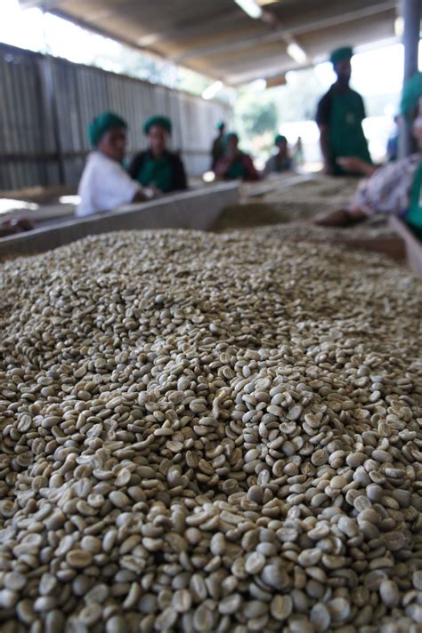 Papua New Guinea Green Coffee Beans Benchmark Coffee Traders