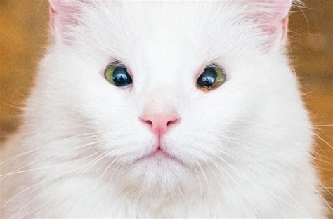 If one eye is smaller than the other, the chances cats do this in response to eye irritation or discomfort, so the smaller eye bears closer. Cat Third Eyelid Visible - toxoplasmosis