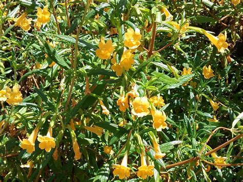 These are the search results for flowers. Mimulus aurantiacus var. aurantiacus - Linda Vista Native ...