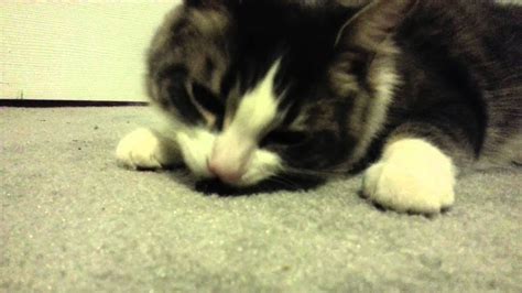 After all, since we wrote about what dogs eat, we what cats can eat. Cat eating June bug - YouTube