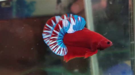 Victoria betta is a chapter of the international betta congress. Betta Red Fancy - YouTube