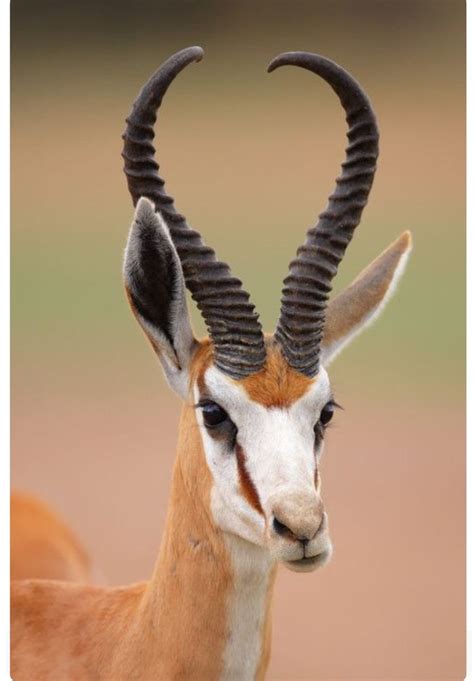 Beautiful Springbok Antelope With Long Lyre Shaped Horns Animals