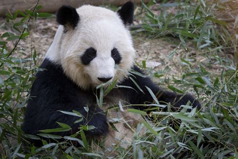 Panda Updates Wednesday January 15 Zoo Atlanta