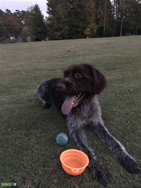 If you are unable to find your wirehaired pointing griffon puppy in our puppy for sale or dog for sale sections, please consider looking thru thousands of wirehaired pointing griffon dogs for adoption. Stud Dog - Wire haired pointer griffon - Breed Your Dog