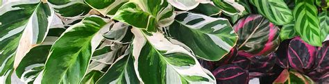Plants With Variegated Leaves