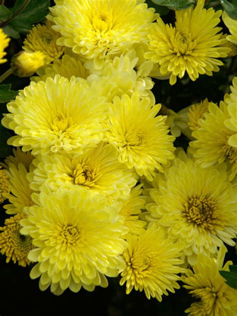 Yellow Chrysanthemums Ubicaciondepersonascdmxgobmx