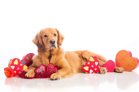 Dogs Valentines Day Retriever Heart Glance Animals Wallpaper