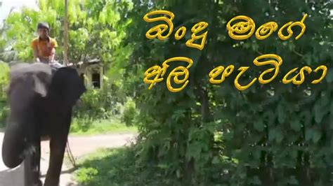 බිංදු මගේ අලි පැටියා Bindu Mage Ali Patiya Sinhala Kids Movie Youtube