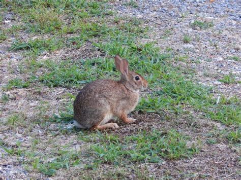 Eastern Cottontail Rabbit Oklahoma Zoo Safari Usa