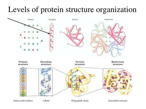 Ppt Secondary Structure Of Proteins Turns And Helices Powerpoint