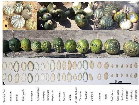 Frontiers Genetic Resources In The Calabaza Pipiana Squash