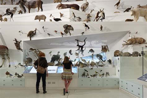 Melbourne Museums Much Loved Taxidermy Exhibition Is Closing