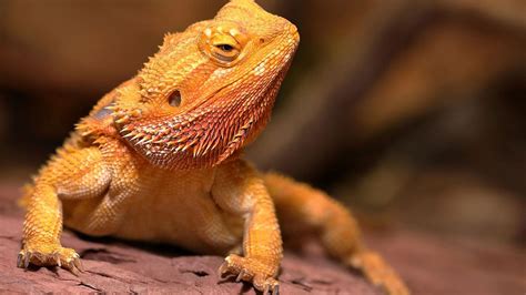 The Bearded Dragon As A Pet At Hobby Home And Garden