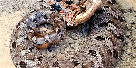 Welcome to the carolina exterminating, pest control company of charleston, south carolina's website. Wildlife Control Company Announces Summer Focus On ...