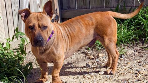 Pet Of The Week Rhino The Dog Dc Refined