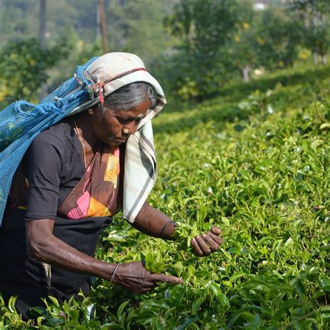 What Is Ceylon Tea History Types Uses — Rosie Loves Tea