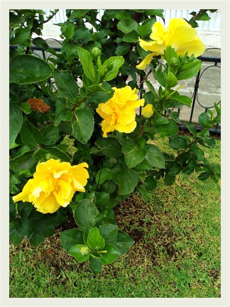 Con forma de alambre audazmente coloreado, este obelisco de la planta presta un elegante drama a una sembradora. Obelisco amarillo doble (hibiscus). Lo encontré camino al ...