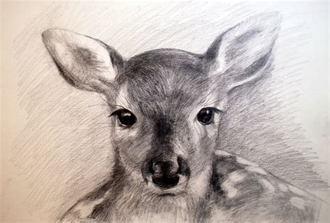 Deer Pencil Drawing At Getdrawings Free Download