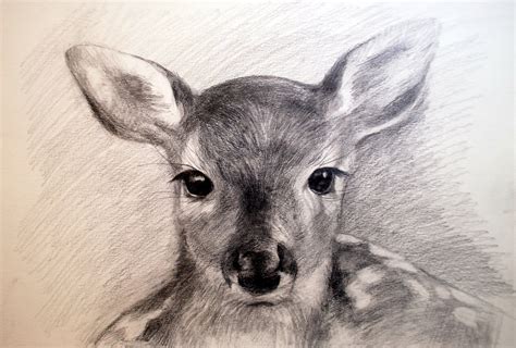 Advance drawing of deer with pencil. Deer Pencil Drawing at GetDrawings | Free download