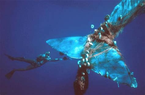 The Iconic Image Of Marine Debris Impacts On Wildlife Sperm Whale