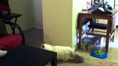 Cat Stalking Youtube