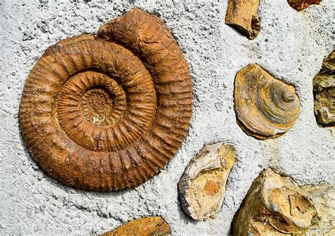 15 Fossil Hunting Locations In The Us You Need To Know