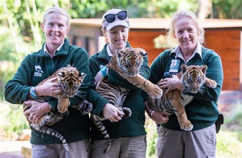 Sumatran Tiger Cubs Explore Jungle Habitat In Sydney Zoo Express And Star