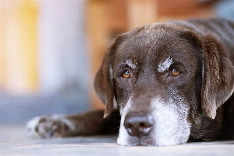 Senior Dog Age How Old Is A Senior Dog Metlife Pet Insurance