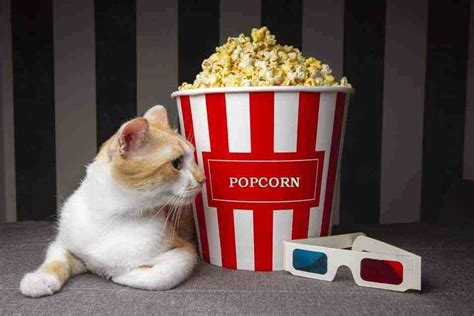 Lets Find Out Whether Popcorn Can Be Dangerous To Cats And Whether It