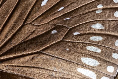 Premium Photo Butterfly Wing Detail Of Brown And White Texture