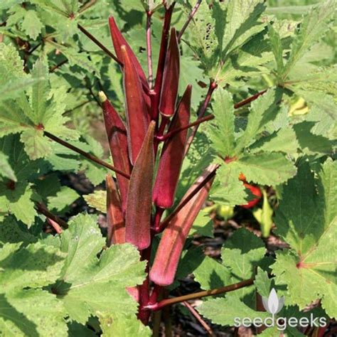 Jing Orange Okra Heirloom Seeds Etsy