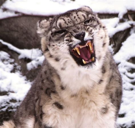 Snow Leopard Stock 33 By Hotnstock On Deviantart