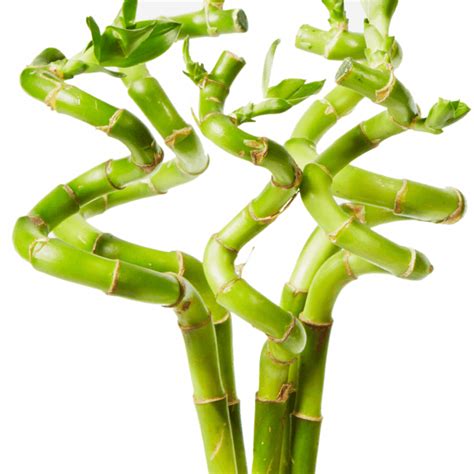 50cm Lucky Bamboo 3 Spiral Stems Indoor From Gardeners Dream Uk