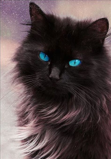Beautiful Eyes Fun Facts Maine Coon Cats