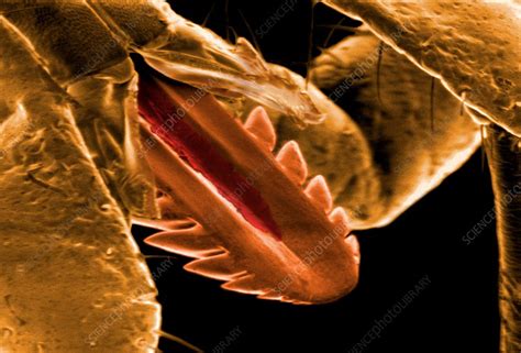 Tick Mouthparts Sem Stock Image C0038860 Science Photo Library