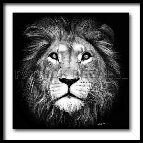 Lion Of Judah Fine Art Print With Frame Art Patrick Bezalel Pte Ltd