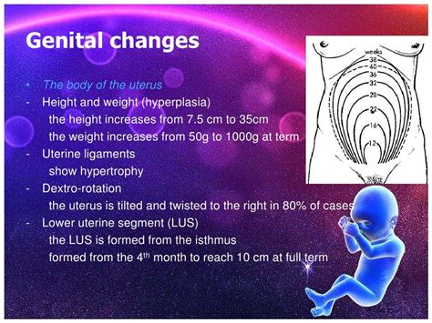 Physiological Changes During Pregnancy