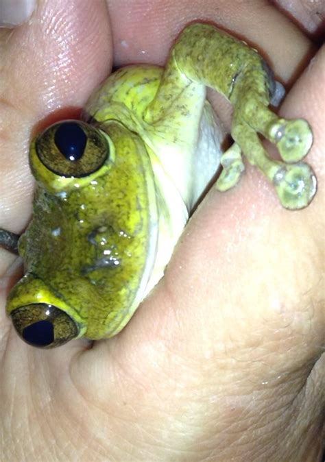 Pin By Helen Dana On Frogsreal Frog Cute Frogs Cute