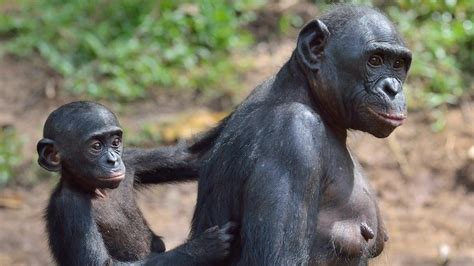 la femelle domine chez nos proches cousins les bonobos