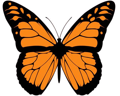 Edit Free Photo Of Monarch Butterfly Clip Art Large Beautiful Needpix