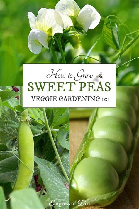 How To Grow Snow Peas In A Garden 68 Simple Vegetable Garden In