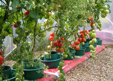 Best Potting Compost For Tomatoes