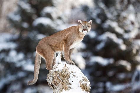 Ver más ideas sobre felinos, animales salvajes, felino. Mountain Lion Facts (Puma concolor)