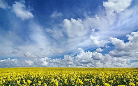 Nature Sky Summer Field Cloud Yellow Flower Rapeseed Hd