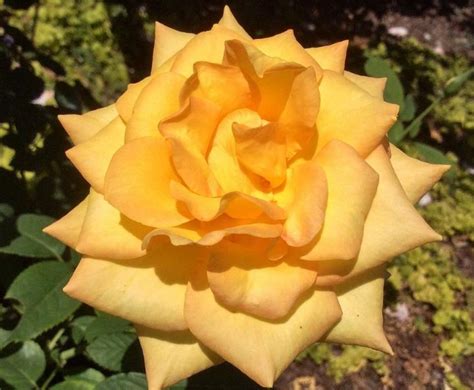 28 Yellow Rose Varieties With Name And Pictures American Gardener