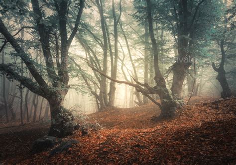 Mystical Autumn Forest In Fog Magical Old Trees Stock Photo By Den