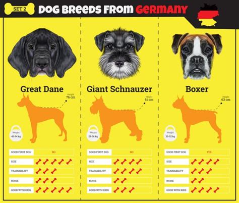 Dogs Breed Vector Infographics Types Of Dog Breeds From France Stock