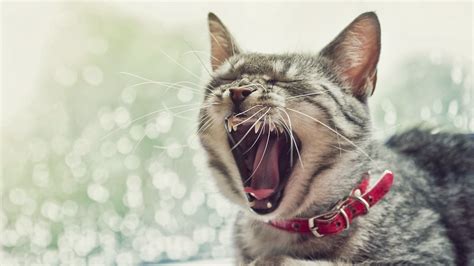 Choose from a curated selection of cat wallpapers for your mobile and desktop screens. cat yawning - HD Desktop Wallpapers | 4k HD