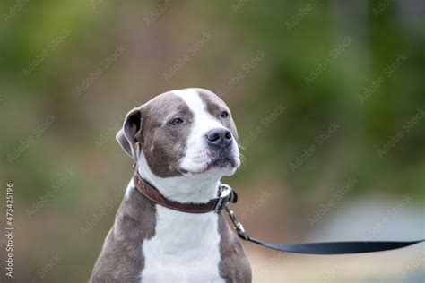 A Male Grey Colored American Pit Bull Terrier Or Blue Nose Pitbull Dog